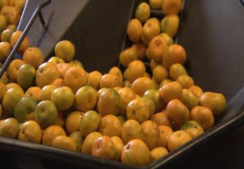 Louisiana citrus season is in full swing