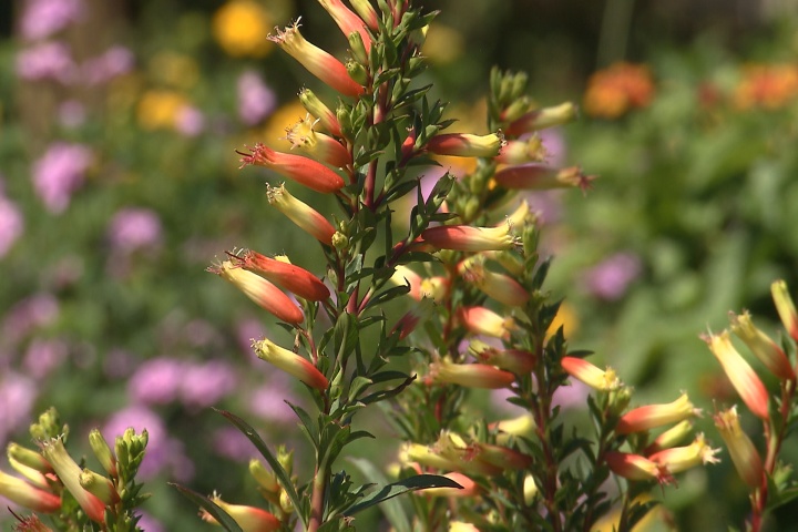 Cigar plants add bright color to fall landscapes