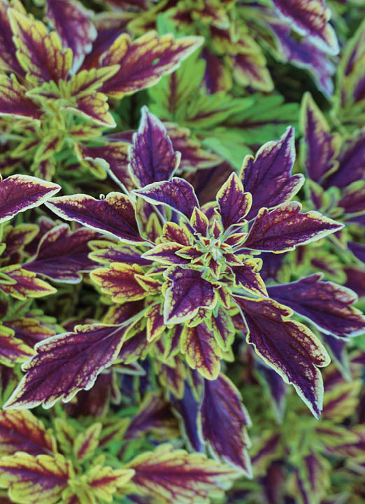 A closeup of the dark purple center and light green edged leaves of the coleus plant with more branches layered in the background.