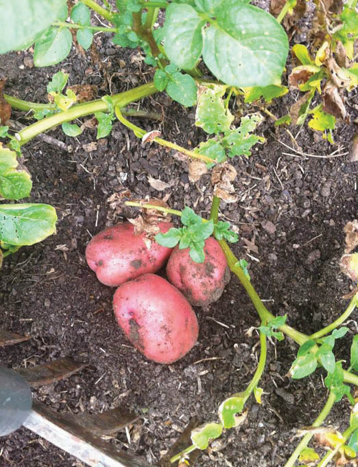 Three freshly dug red irish potatoes sitting in the soil surrounded by other potato stalks and a four pronged cultivator standing beside them.