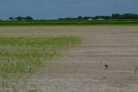 Command Injury to Cheniere Rice