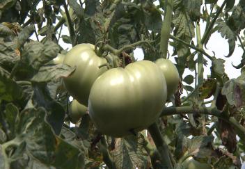 Tomatoes bring community together