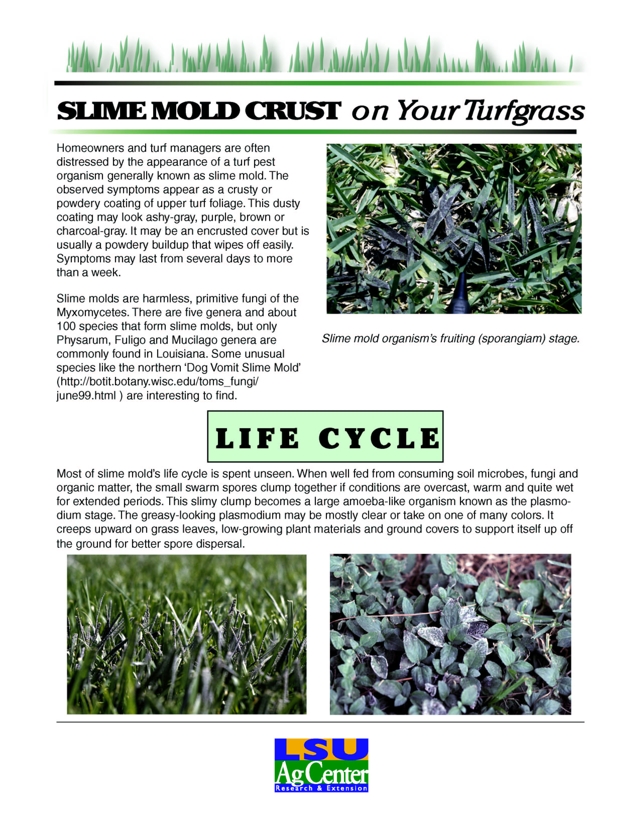 Slime Mold Crust on Your Turfgrass