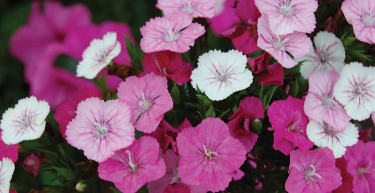 Close up photo of Dianthus blooms in white, as well as light, medium, and dark pink colors.