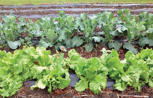 A variety of lettuce heads and leaves grown in a garden.