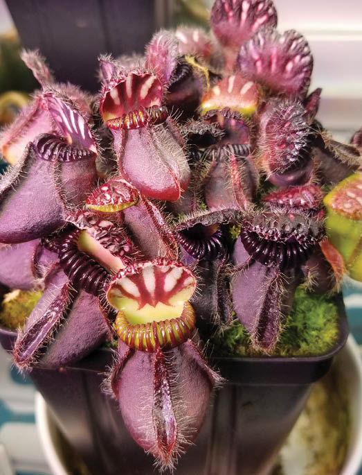 Close up of a dozen or more small maroon pitchers on a pitcher plant.