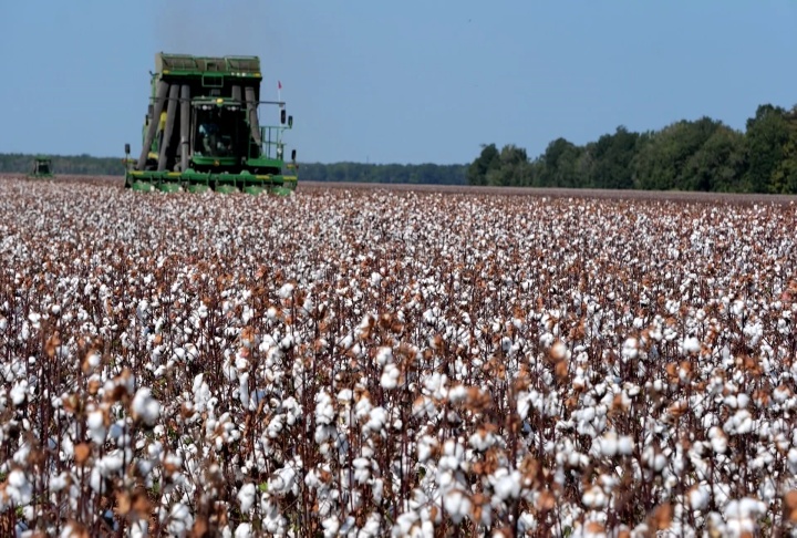 Some cotton farmers surprised at yields despite drought conditions