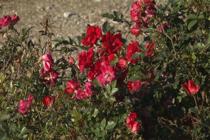 Now is a great time to visit your nursery