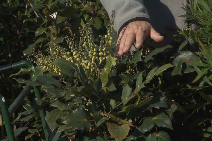 Plant cool-season mahonias