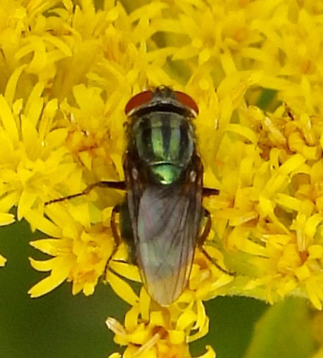 Cochliomyia hominivorax, New World Screwworm Fly (Diptera: Calliphoridae)
