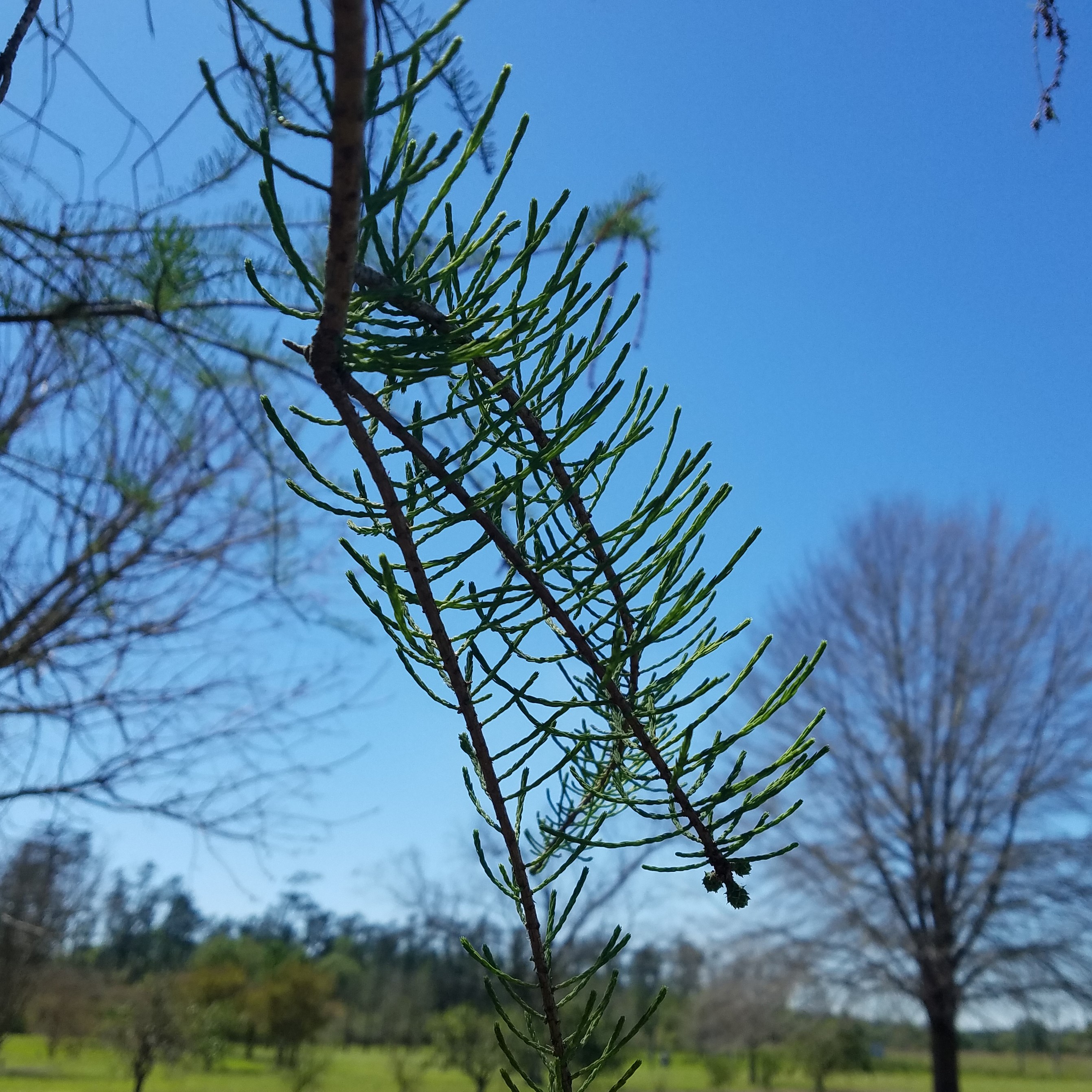 Trees for Relatively Wet Areas