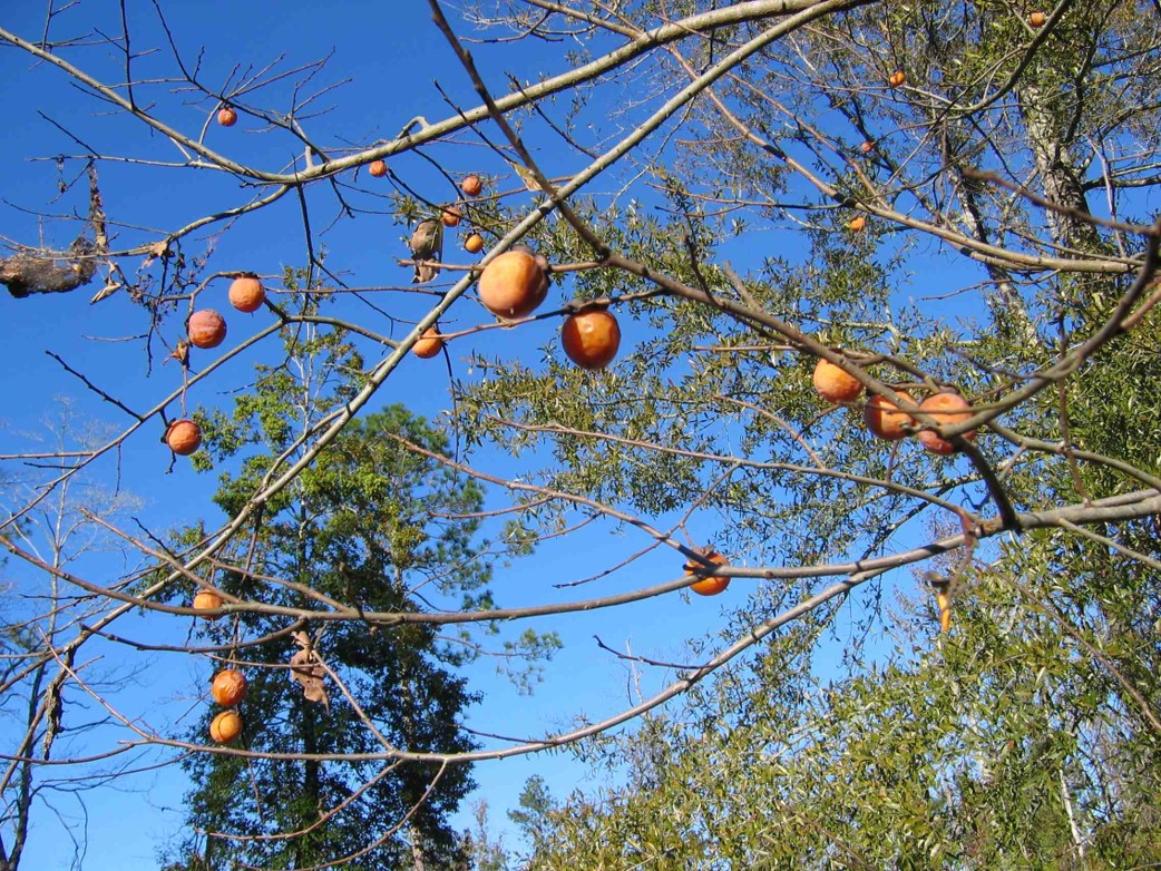 nativepersimmons.jpg thumbnail