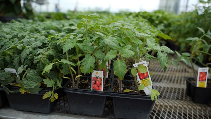 Get It Growing: Choose good tomato varieties