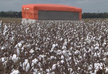 Cotton acres expected to increase in Louisiana