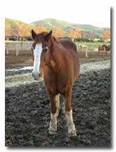 Environmental Horse Stables and Barns