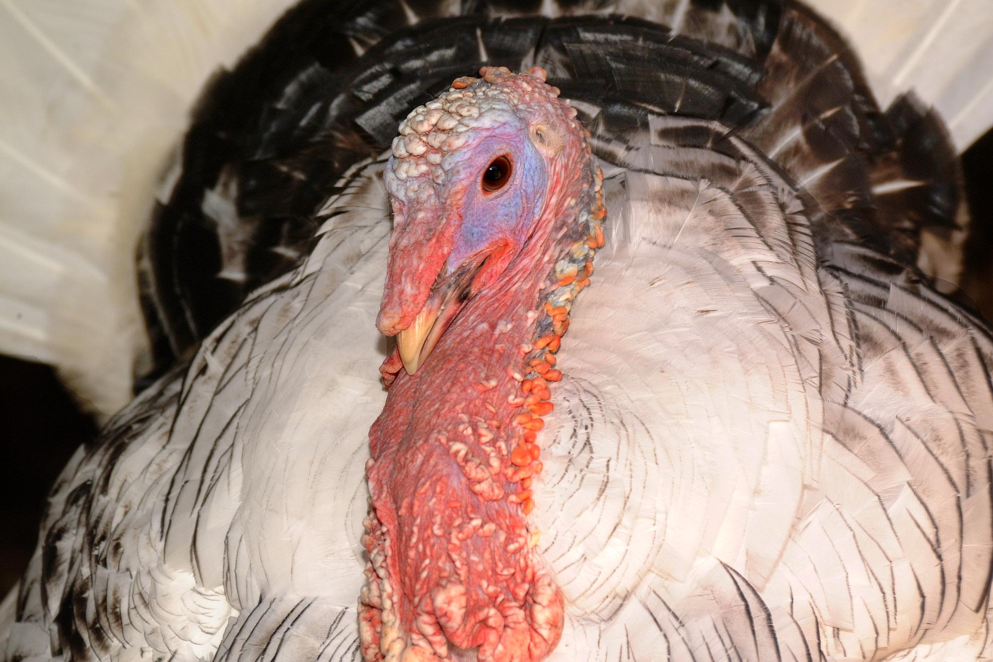 Thanksgiving dinner cost in Louisiana lower than national average
