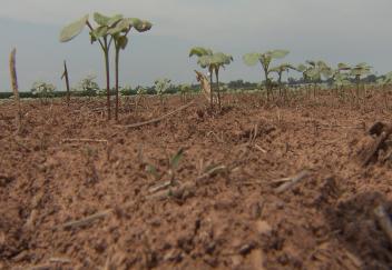 Cotton planting nearly complete, waiting for rain