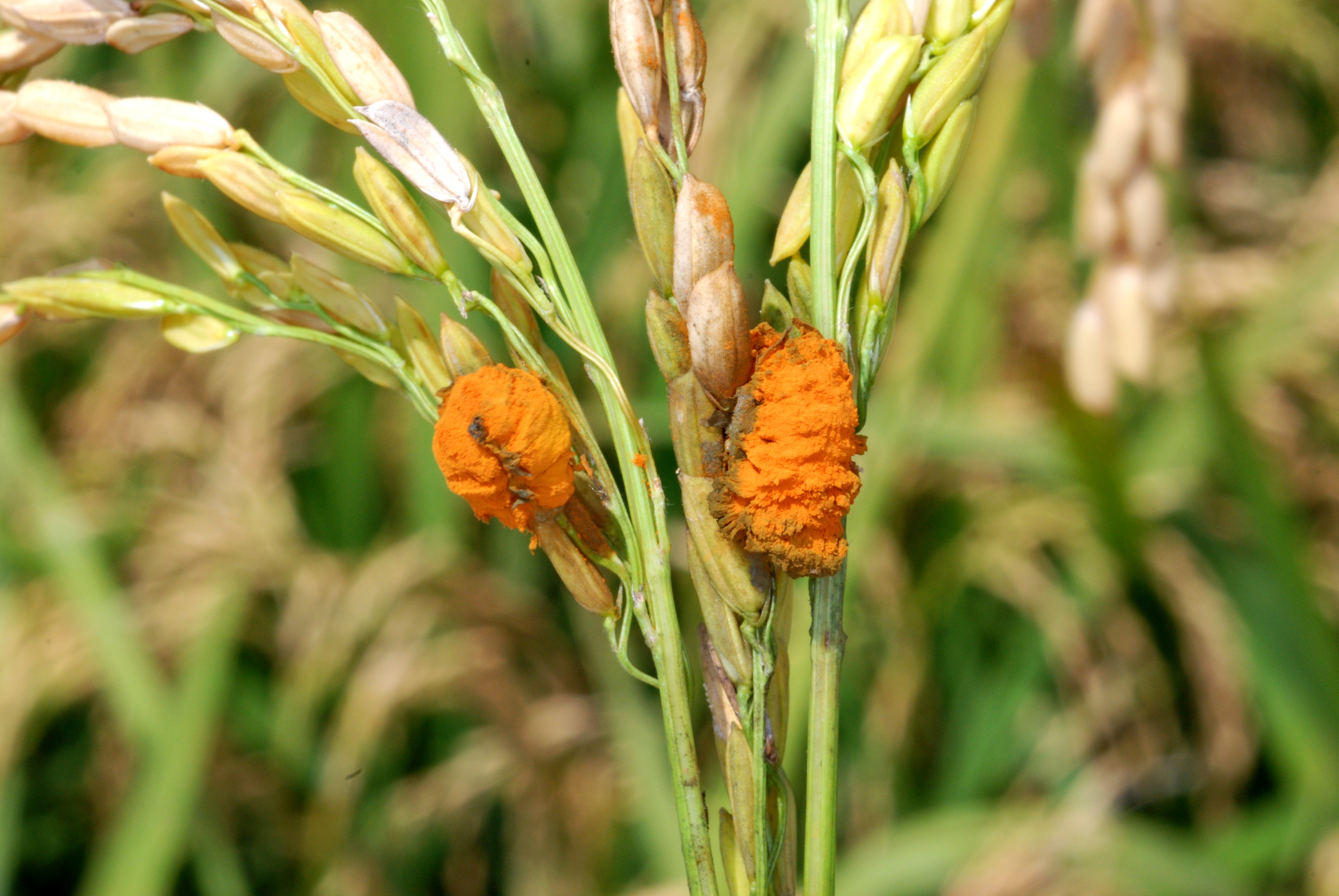 Rice Seedhead