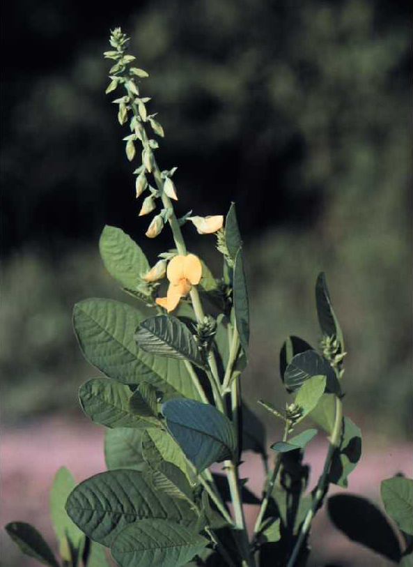 Horses Poisoned by Showy Crotalaria