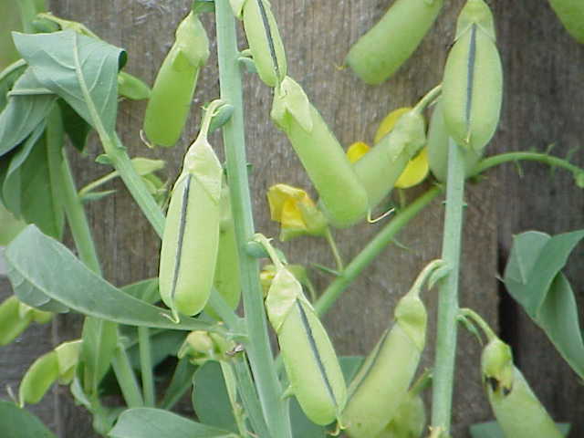 closeup of crotalaria