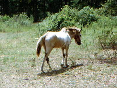 Pony