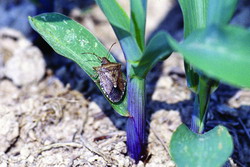 Stink Bug!