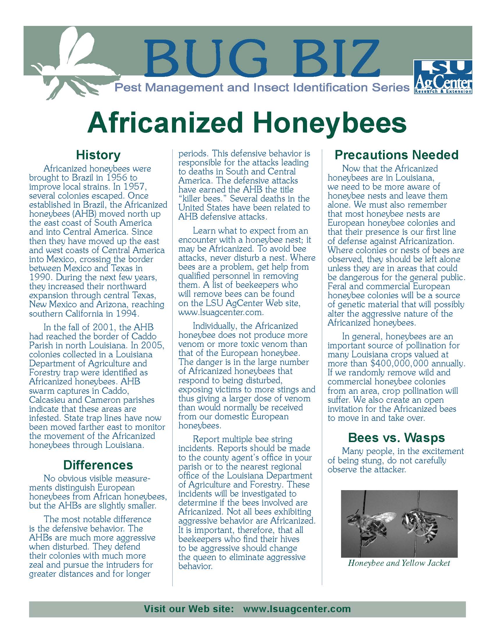 Bug Biz:  Africanized Honeybees