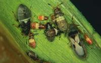 Chinch Bugs Mole Crickets and White Grub