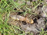 Mole Cricket