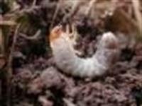 White Grub