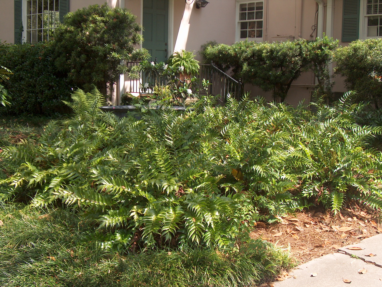 Holly fern 