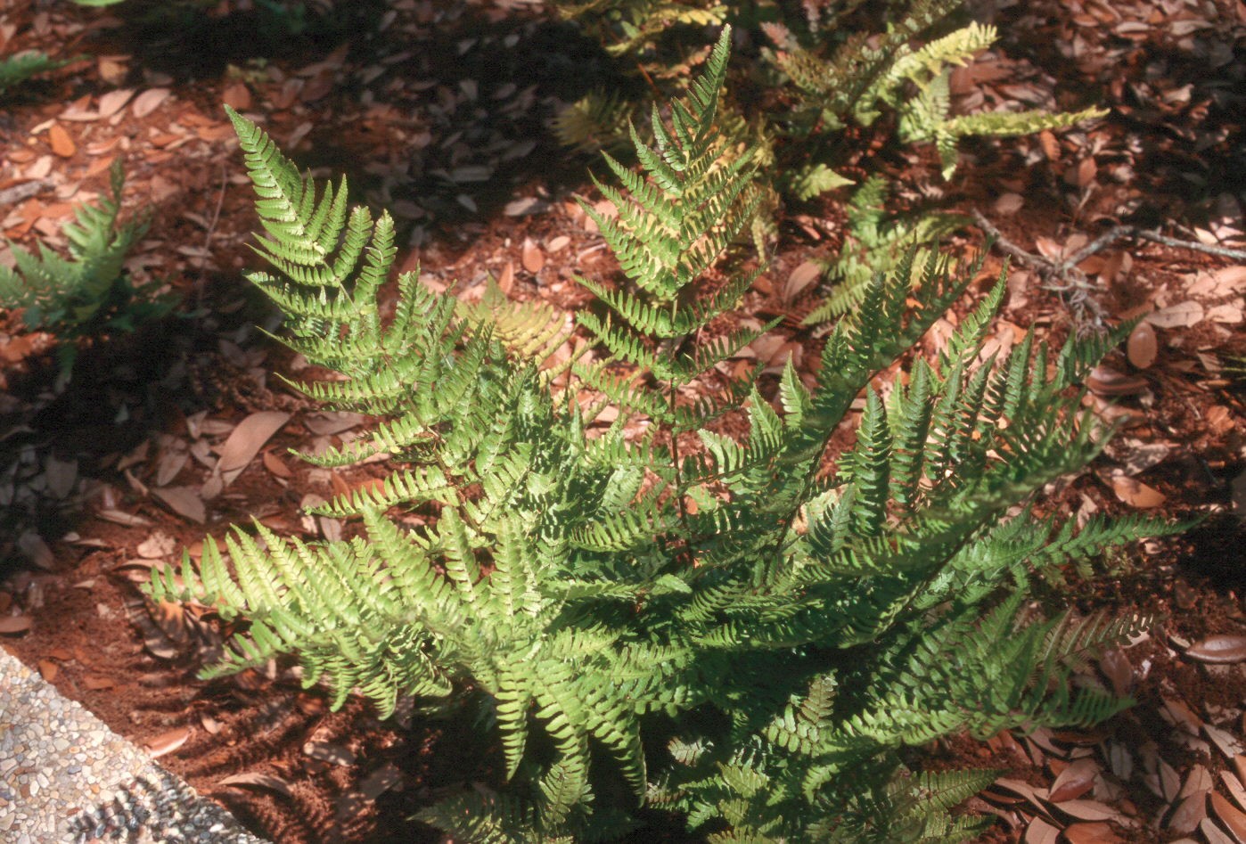 Autumn fern