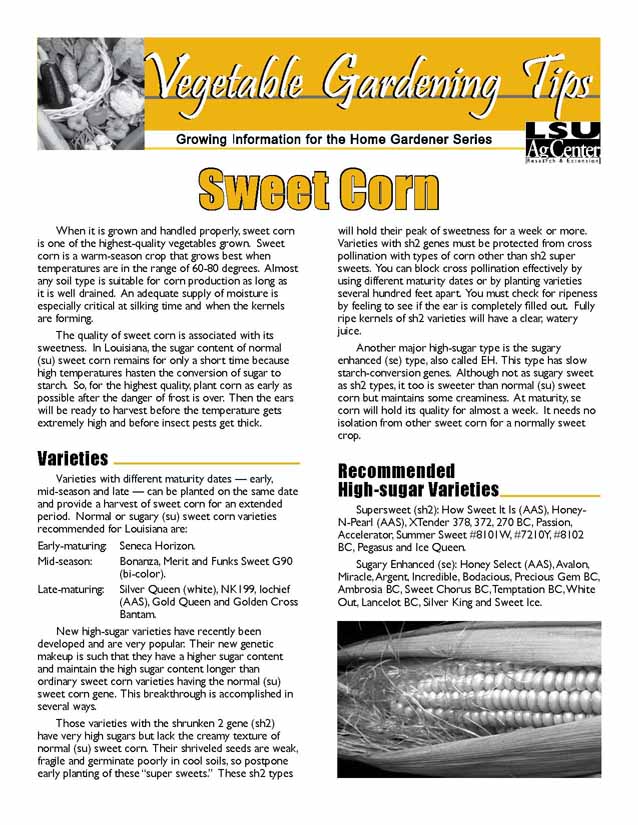 Sweet Corn