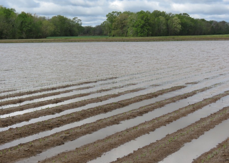 Damage to Corn From Flooding