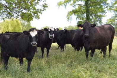 Cattlejpg