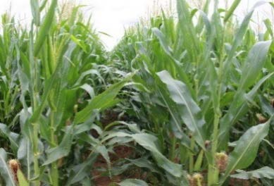 Cornjpg