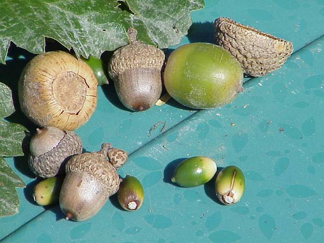 Poisonous Plants for Louisiana Livestock in the Fall