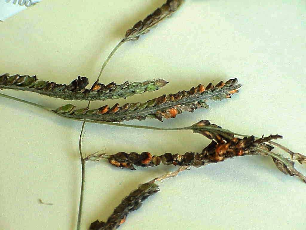 Dallisgrass with ergot