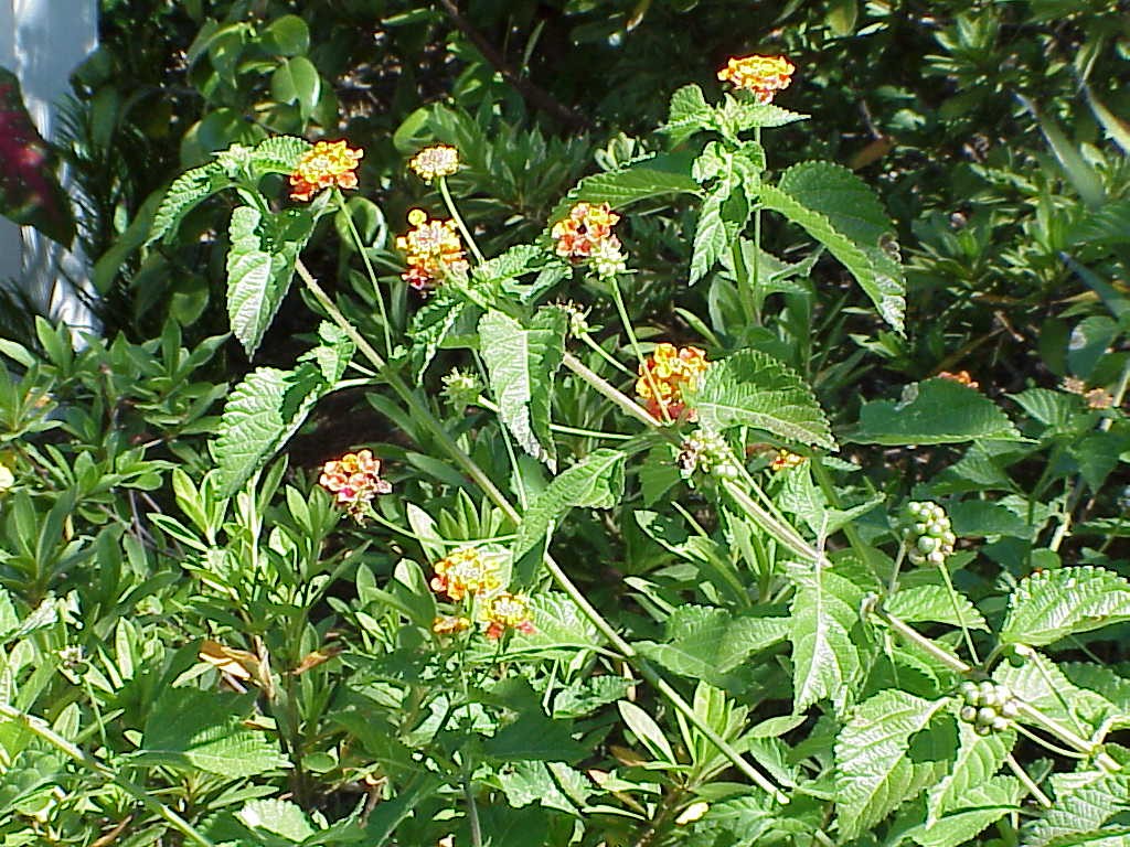 Lantana