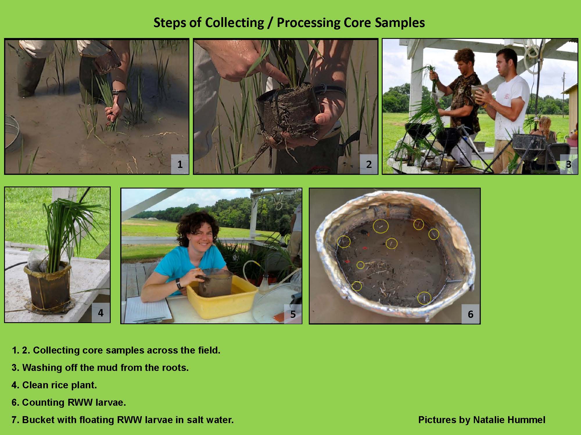 Steps of Collecting/Processing Core Samples