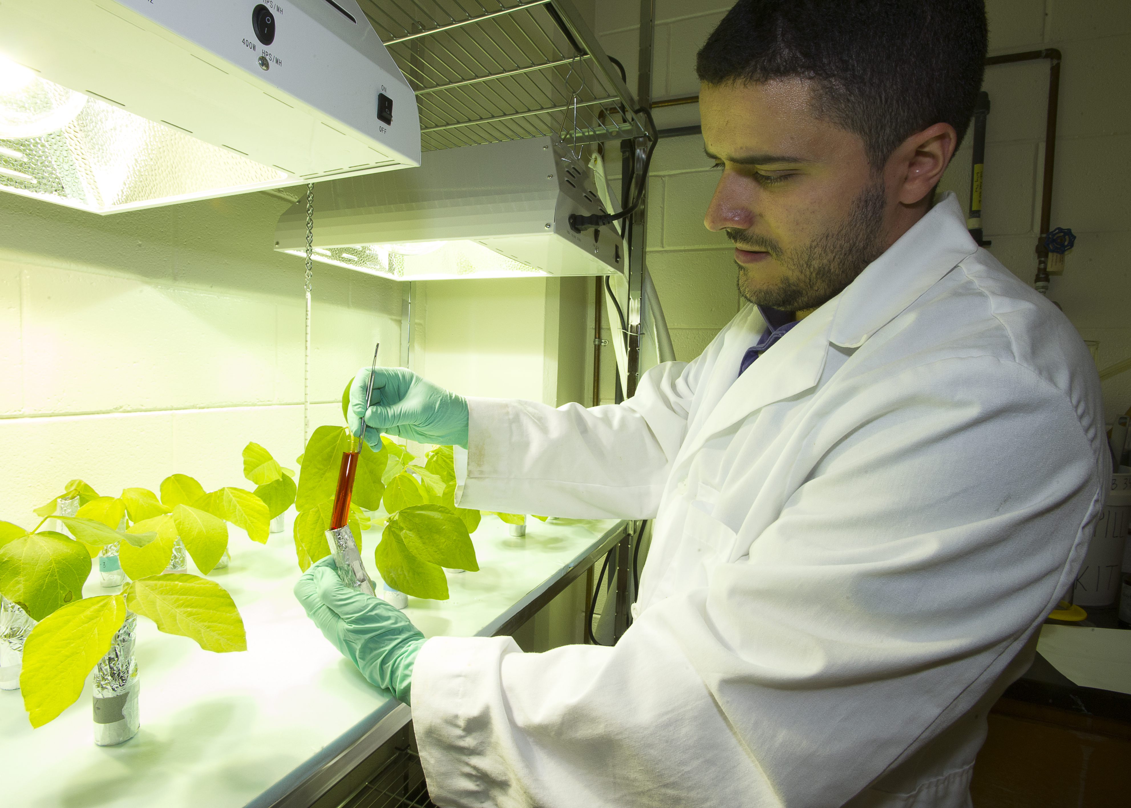 Researchers seek to suppress Cercospora leaf blight
