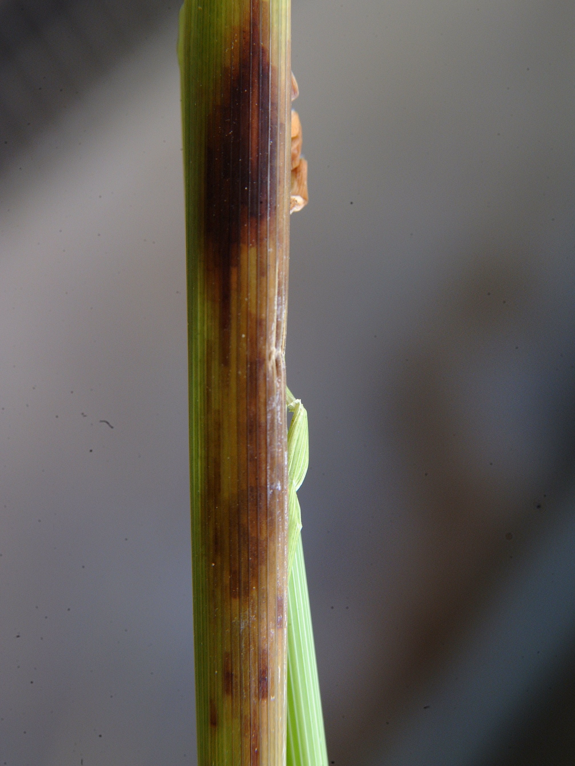 Mite Injury on Leaf Sheath 3