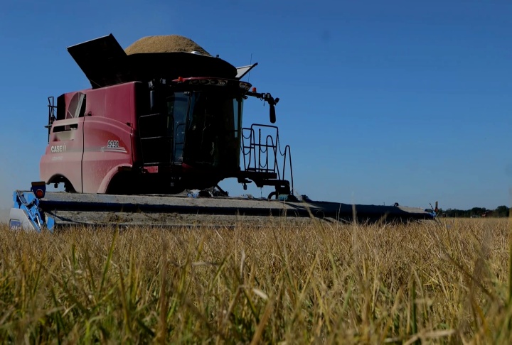 Red combine harvester working in a field under a clear blue sky.