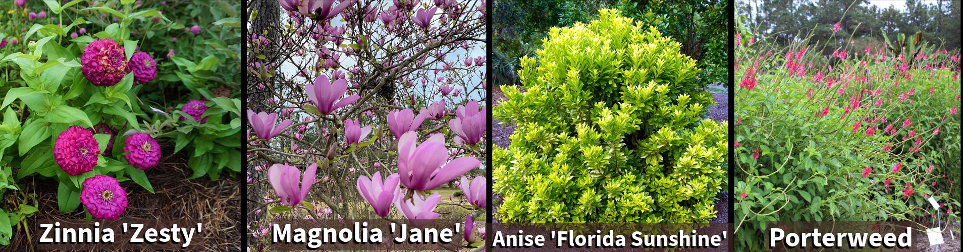 Pink flowers and a yellow bush. The flowers are Zinnia 'Zesty', Magnolia 'Jane', Anise 'Florida Sunshine', and Porterweed.