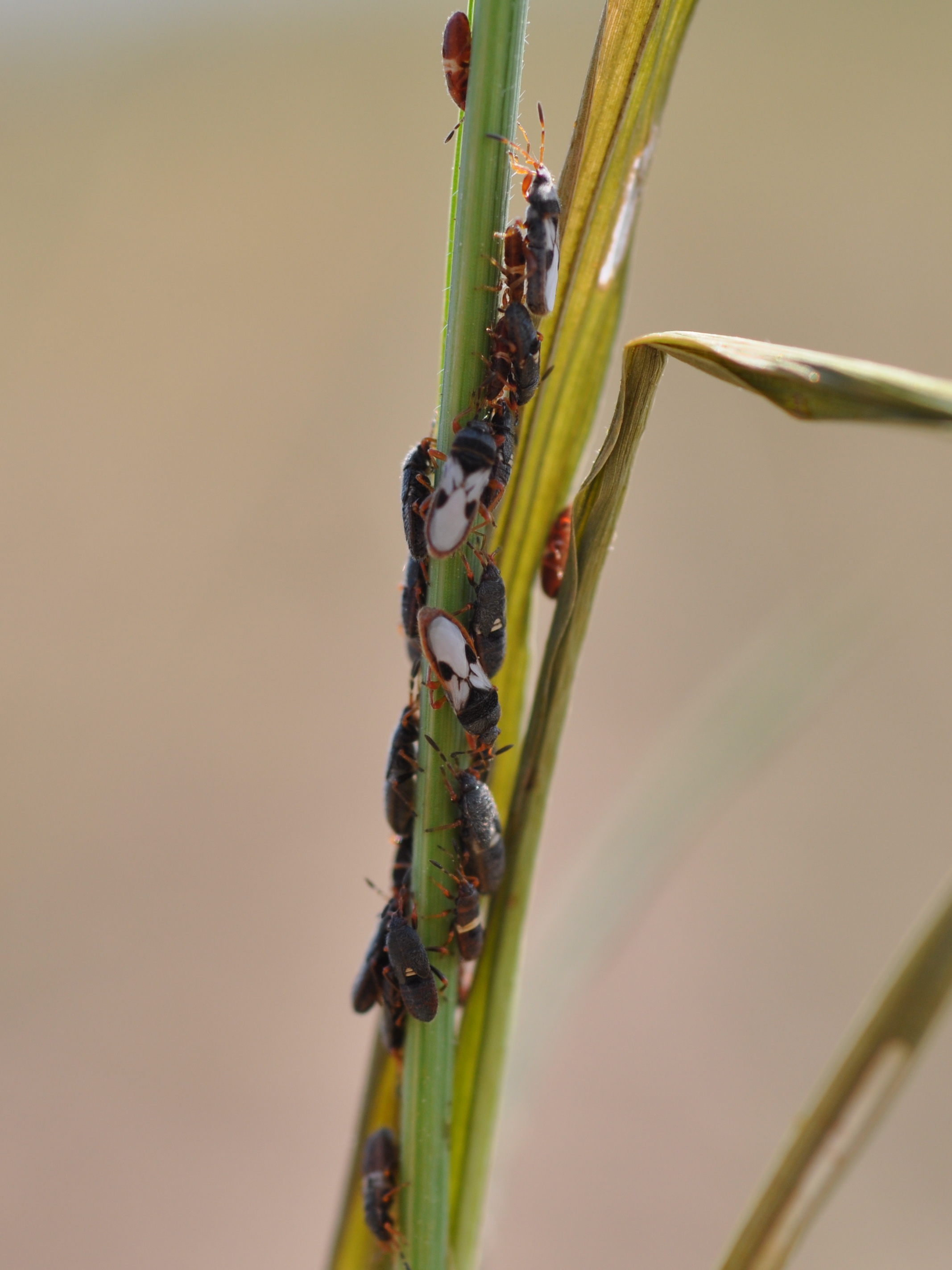 Chinch Bug Nymphs and Adults 2
