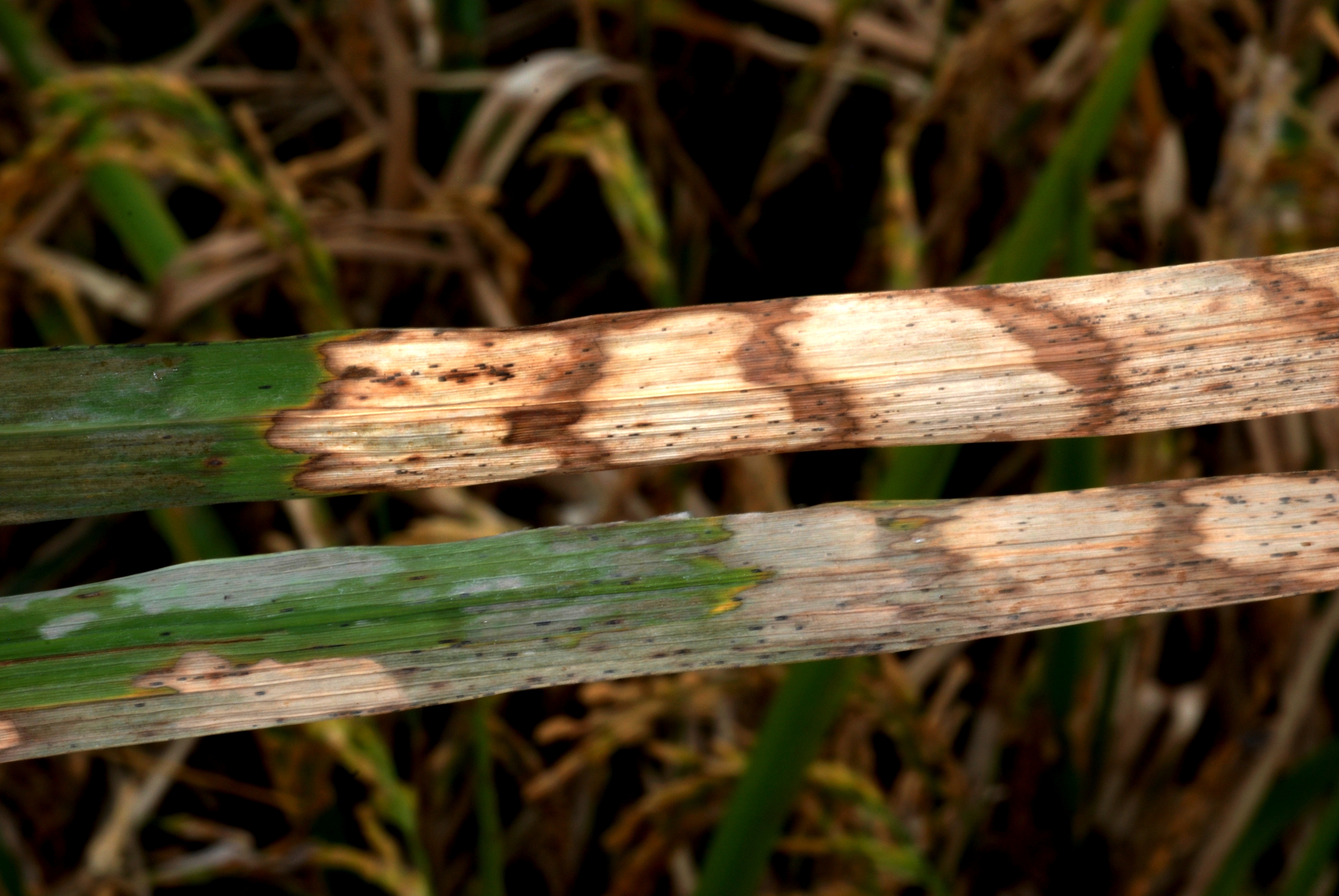 Snake Skin-Like Lesion  