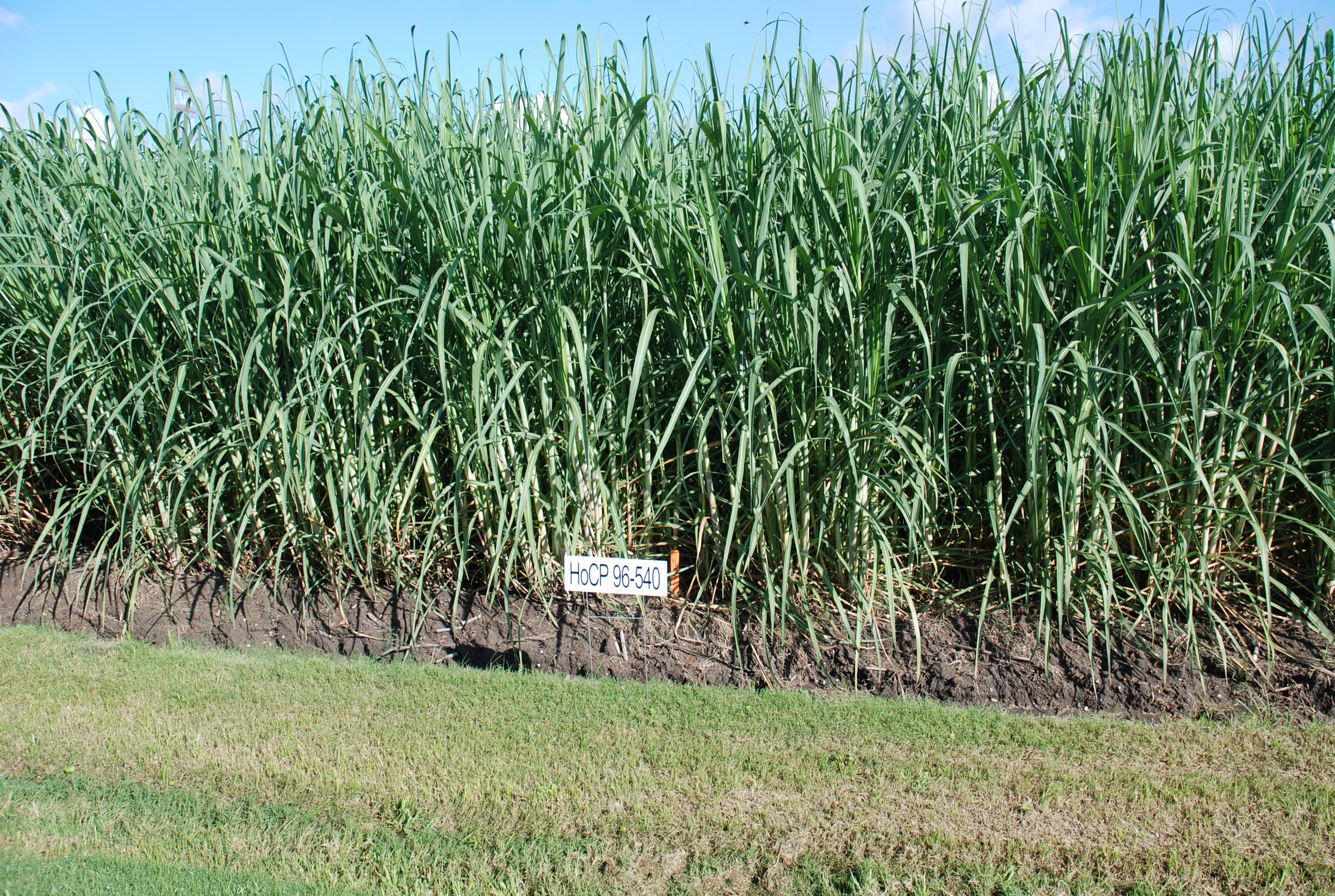 Freeze effect on cane being evaluated 