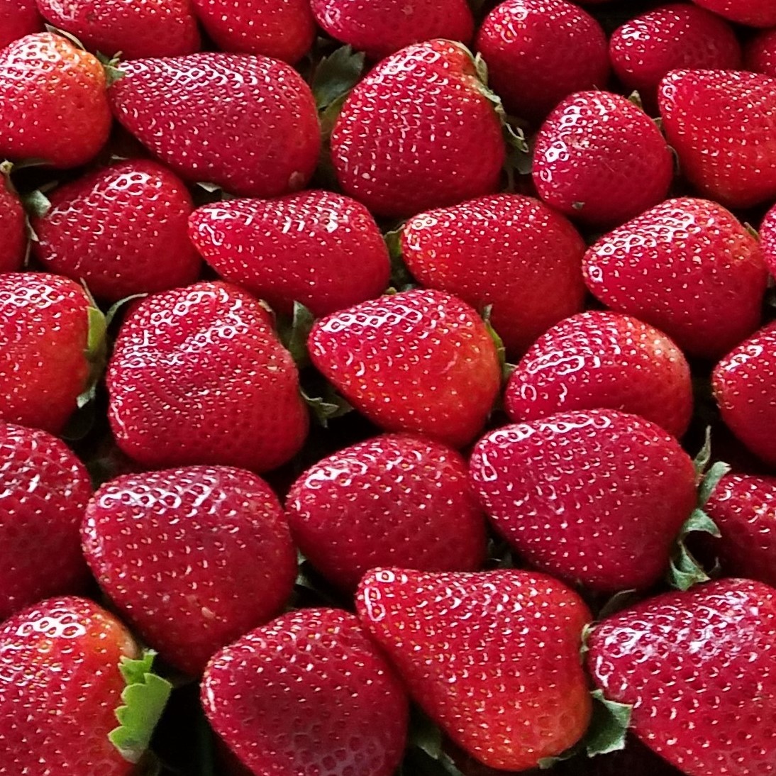 LSU AgCenter Will Hold 2026 Strawberry Grower Meeting