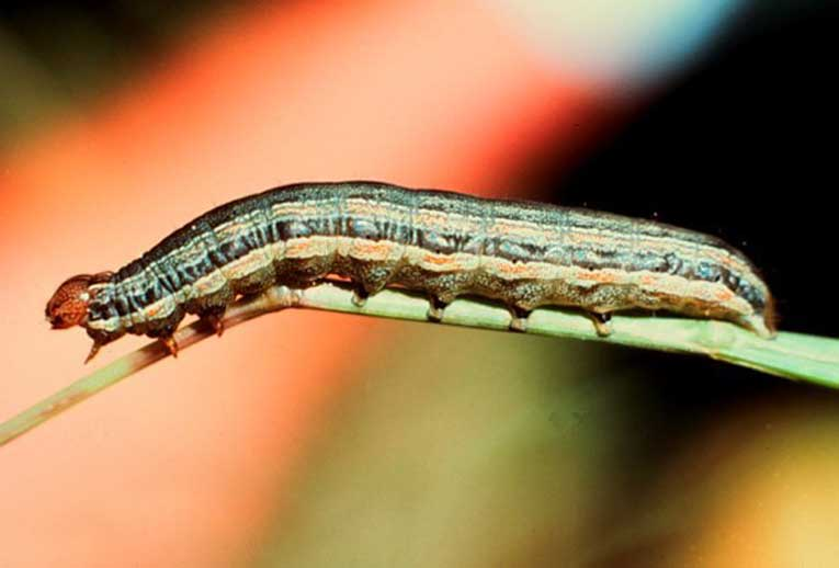 Monitor Fields for Fall Armyworms