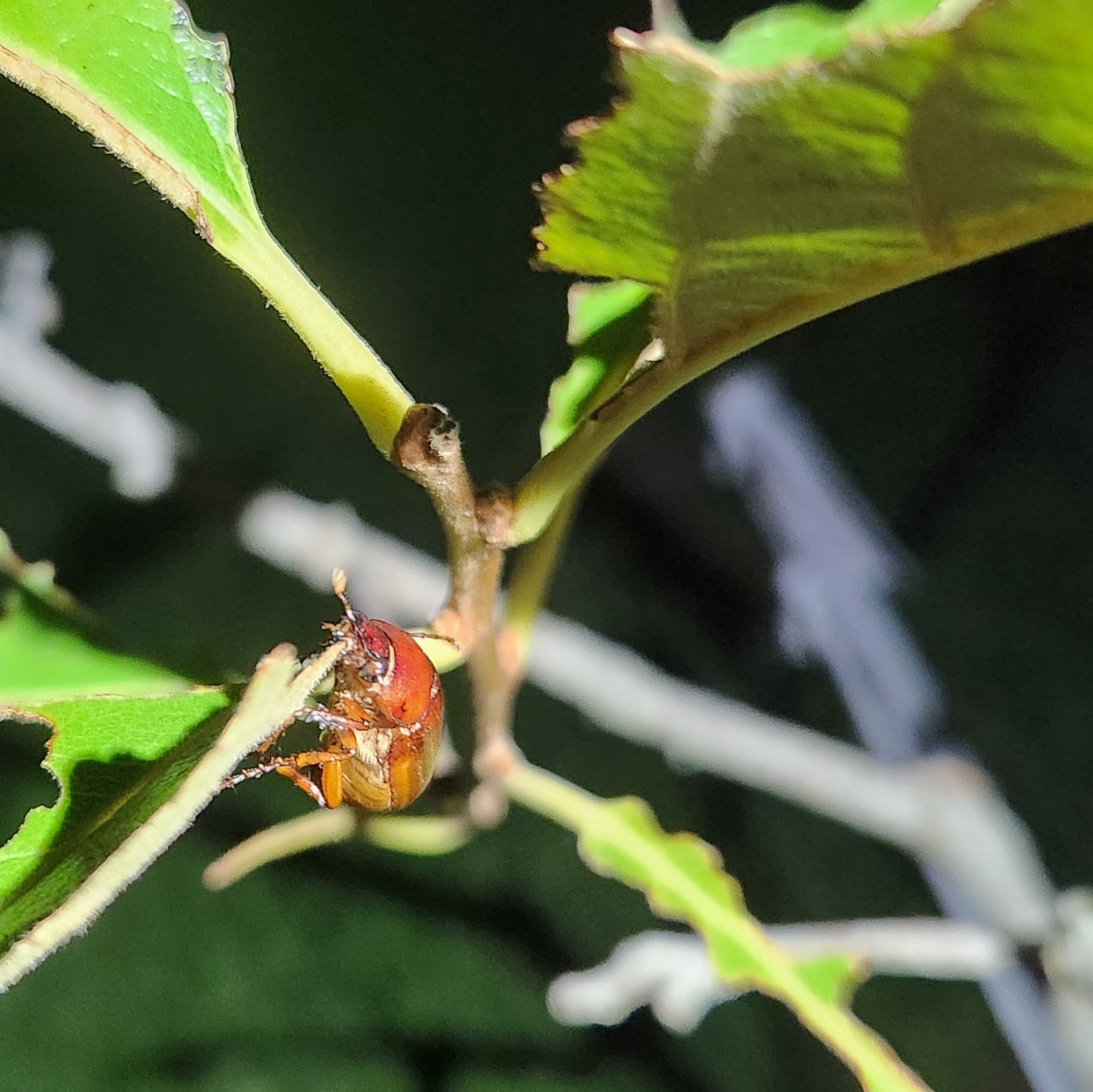 PhytoFindings: June Beetles on Persimmons